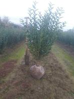 Ligustrum ovalifolium, Tuin en Terras, Ophalen