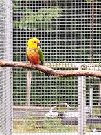 Jendaya aratinga, Dieren en Toebehoren, Vogels | Parkieten en Papegaaien