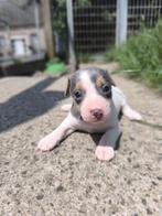 Chiots Jack Russell, Chienne, Belgique, Plusieurs, Parvovirose
