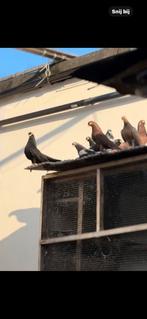 Kutat kosoves, Dieren en Toebehoren, Vogels | Duiven