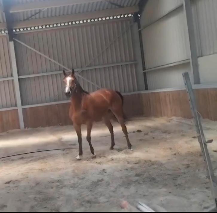4 jarige For Pleasure x Ustinov x Nimmerdor merrie, Dieren en Toebehoren, Paarden, Merrie, Onbeleerd, 160 tot 165 cm, 3 tot 6 jaar