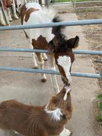 Tinker veulen, Dieren en Toebehoren, Pony's, 0 tot 2 jaar, Onbeleerd, Recreatiepony, D pony (1.37m tot 1.48m)