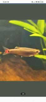 7 danio visjes aquarium., Dieren en Toebehoren, Vissen | Aquariumvissen