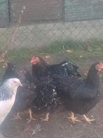 Jonge wyandotte groothoenders, Dieren en Toebehoren, Pluimvee, Meerdere dieren, Kip