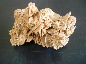 Rose des Sands beschikbaar voor biedingen