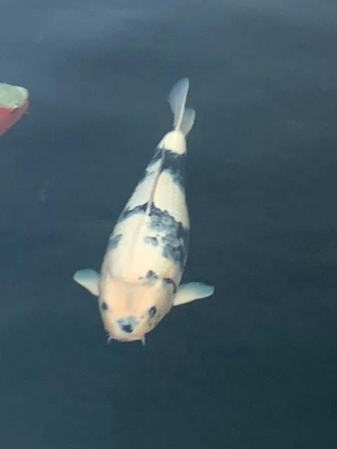 Japanse koi Shiro Utsuri, Dieren en Toebehoren, Vissen | Vijvervissen, Karper of Koi