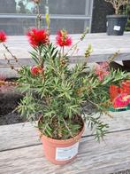 Callistemon - lampenpoetser, Ophalen