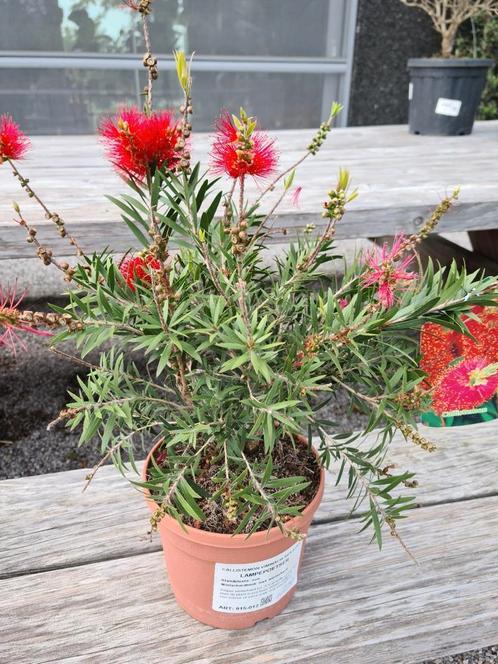 Callistemon - lampenpoetser, Tuin en Terras, Planten | Tuinplanten, Ophalen
