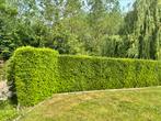 Taxus 12 meter / volgroeid, Ophalen, Taxus