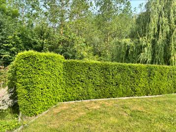 Taxus 12 meter / volgroeid beschikbaar voor biedingen