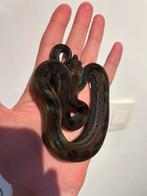 0.1 Eclipse Boa Constrictor Imperator, Dieren en Toebehoren, Slang, Tam, 0 tot 2 jaar