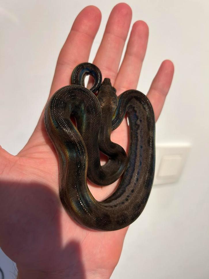 0.1 Eclipse Boa Constrictor Imperator, Dieren en Toebehoren, Reptielen en Amfibieën, Slang, 0 tot 2 jaar, Tam