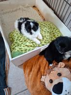Klein keesjes keeshondje, Animaux & Accessoires, Parvovirose, 8 à 15 semaines, Plusieurs, Éleveur | Loisir