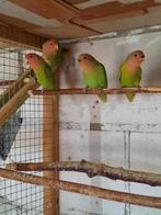Jonge roseicollis te koop, Dieren en Toebehoren, Geringd