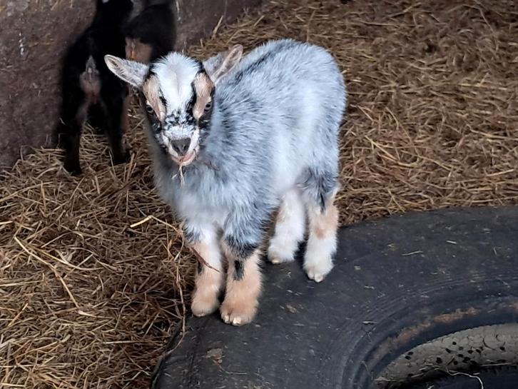 Lammetjes dwerggeit 2026, Dieren en Toebehoren, Schapen, Geiten en Varkens