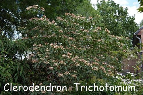 Clerodendrum Trichotomum, prachtige kleine boom., Tuin en Terras, Planten | Bomen, 250 tot 400 cm, Zomer, Ophalen