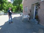 2 apart mooi gekleurde paardjes, Hengst, M, Gechipt, 0 tot 2 jaar