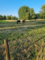 2 Friese Hengsten, Dieren en Toebehoren, Paarden, Hengst, 160 tot 165 cm, Onbeleerd, Recreatiepaard