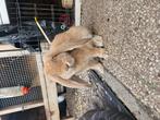 Rammelaar 09/04 franse hangoor, Dieren en Toebehoren, Konijnen, Mannelijk, Groot, Hangoor, 0 tot 2 jaar