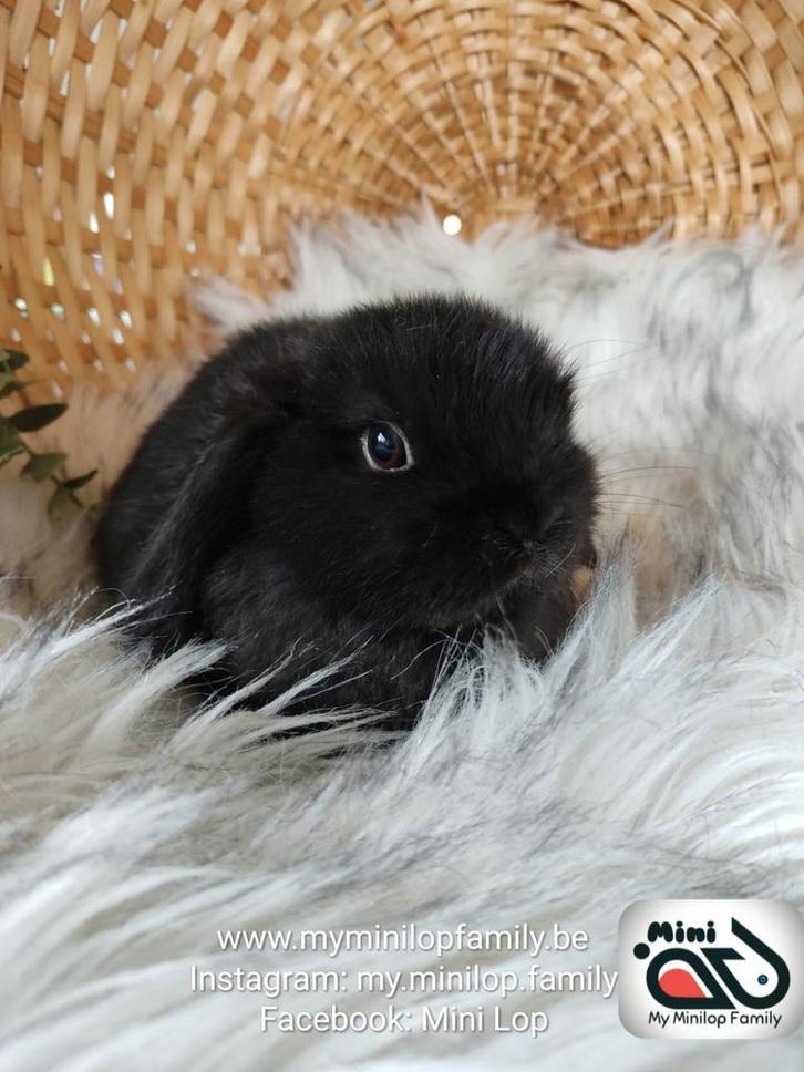 Baby minilop lapin mâle (transport possible), Animaux & Accessoires, Lapins, Nain, Mâle, 0 à 2 ans, Oreilles tombantes