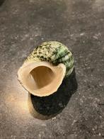 Coquille de bulot, Enlèvement ou Envoi