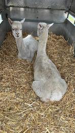 2 Alpaca’s, Dieren en Toebehoren, Vrouwelijk