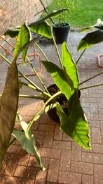 Alocasia met 3 aparte planten in een pot., Huis en Inrichting, Kamerplanten, Ophalen, 100 tot 150 cm, Overige soorten, In pot
