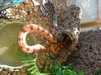 Korenslangen, Dieren en Toebehoren, Slang, Met terrarium