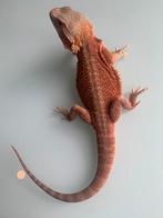 Pogona Red hypotrans, Lézard, 0 à 2 ans