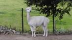 Alpaca merrie, Dieren en Toebehoren