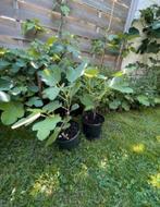 Vijgenboompjes / vijgenstekken Brown Turkey, Tuin en Terras, Ophalen