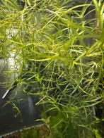 Potje guppygras te koop