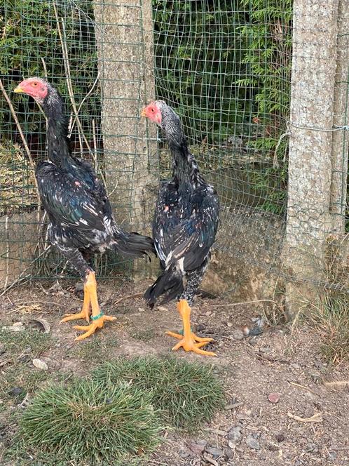2 jonge shamo hanen, Dieren en Toebehoren, Pluimvee