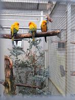 Zonparkiet pop, Dieren en Toebehoren, Vogels | Parkieten en Papegaaien, Vrouwelijk, Geringd