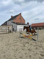 betrouwbare verzorgster aangeboden / halve stal gezogd !!, Ophalen of Verzenden