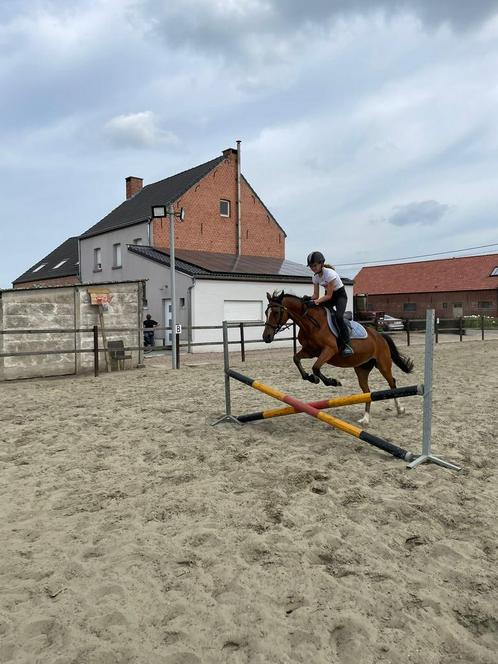 betrouwbare verzorgster aangeboden / halve stal gezogd !!, Dieren en Toebehoren, Paarden en Pony's | Verzorgingsproducten, Ophalen of Verzenden