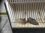 Europese kwartels, Dieren en Toebehoren, Vogels | Hokken en Kooien, Ophalen, Nieuw, Overige typen
