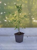 snack-tomaten, Tuin en Terras, Planten | Bomen, Ophalen
