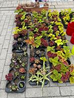 Plantjes, Ophalen