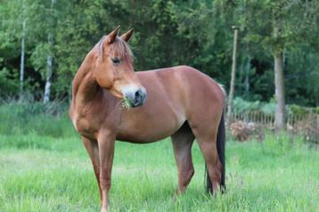 Quarter merrie te koop, Dieren en Toebehoren, Merrie, Onbeleerd, Gechipt, 3 tot 6 jaar