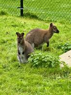 wallaby vrouwtje (wit verervend), Dieren en Toebehoren, Overige Dieren, Januari, Vrouwelijk