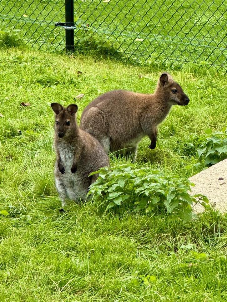 wallaby vrouwtje (wit verervend), Dieren en Toebehoren, Overige Dieren, Vrouwelijk, Januari