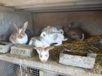 Konijntjes, Dieren en Toebehoren, Konijnen, Meerdere dieren, Middelgroot, 0 tot 2 jaar