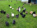 Zijde hoenders van 2025 alle kleuren., Dieren en Toebehoren, Pluimvee