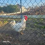Haan, Mâle, Poule ou poulet