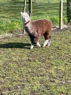 Alpaca hengstjes en merries