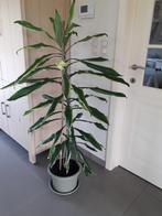 kamerplant  ( hoogte 130 cm ), Ophalen, In pot, 100 tot 150 cm