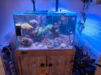 Zeeaquarium te koop, Dieren en Toebehoren, Ophalen, Zo goed als nieuw