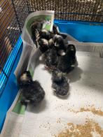 Kuikens mechelse koekoek, Dieren en Toebehoren, Pluimvee