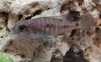 Sciaenochromis fryeri iceberg ahli malawi cichliden, Dieren en Toebehoren, Vis, Zoetwatervis